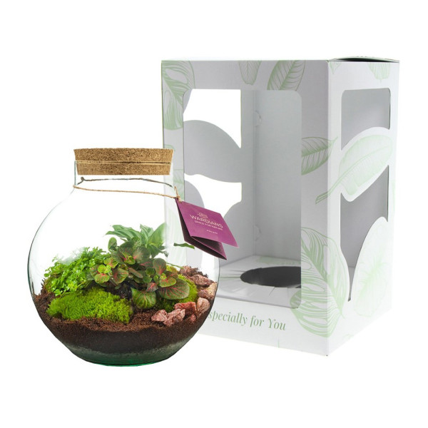 Wardians® Ecosystem - Bowl large