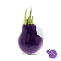 Lavendel (paars)