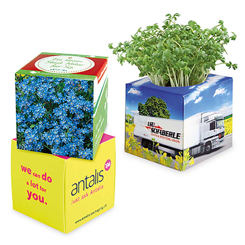 Plant-kubus 2.0 met zaden - individueel