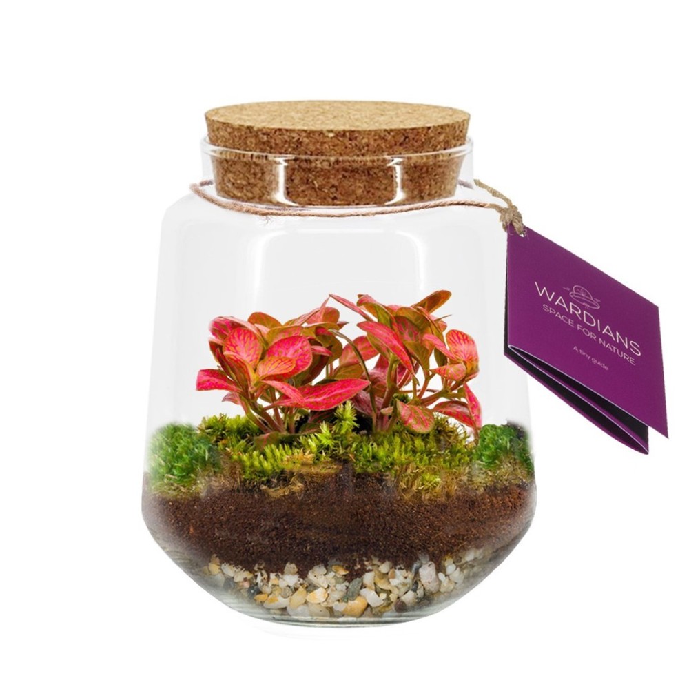 Wardians® Ecosystem - Conical medium, Zonder verpakking