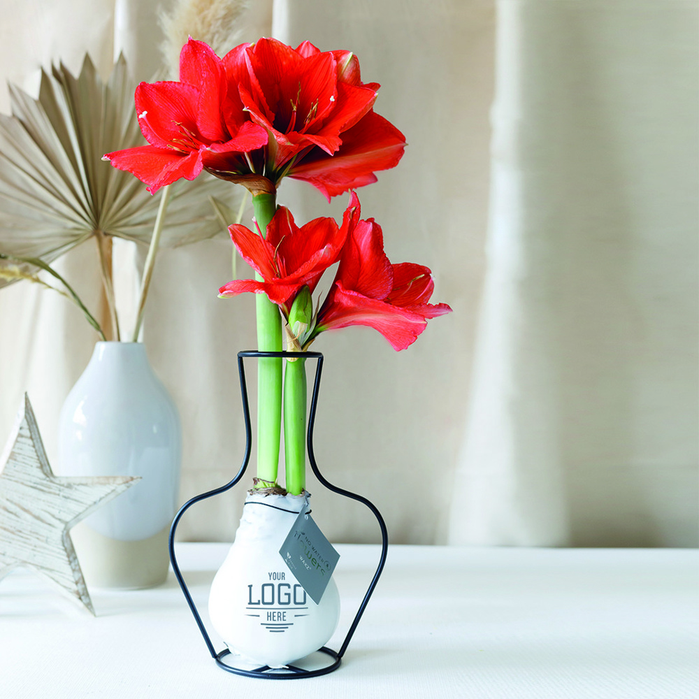 No Water Flowers® - Formz classic, In luxury box, Pastel paars