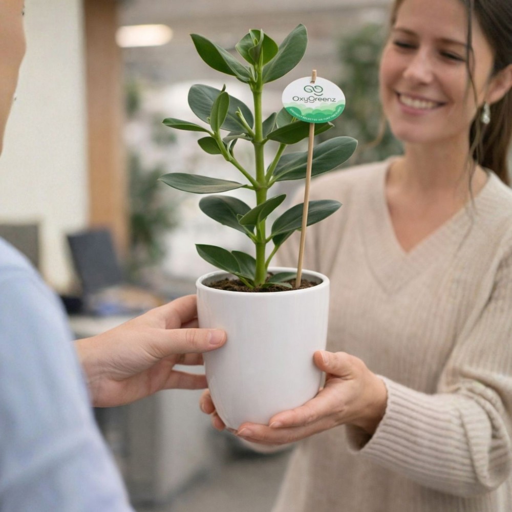 OxyGreenz® - Clusia rosea in keramieke pot, Zonder verpakking