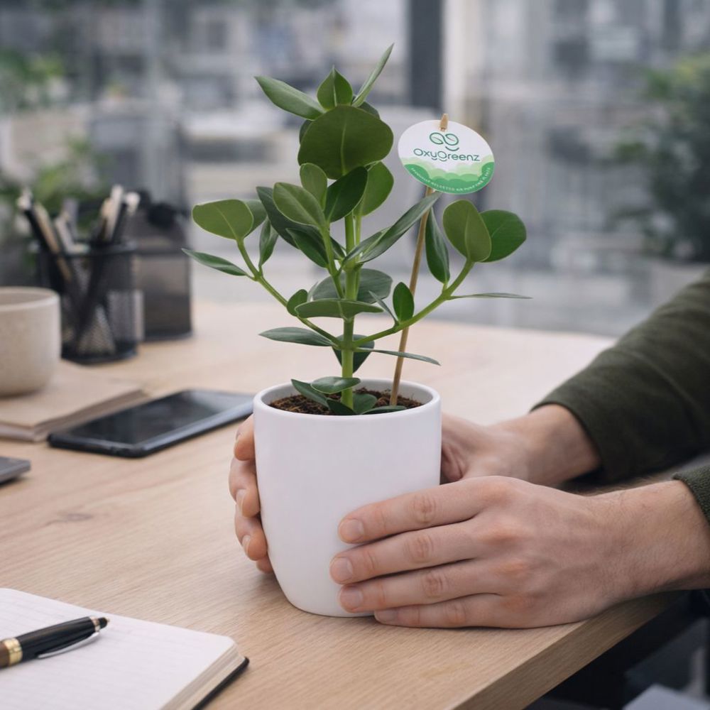 OxyGreenz® - Clusia rosea in keramieke pot, Zonder verpakking
