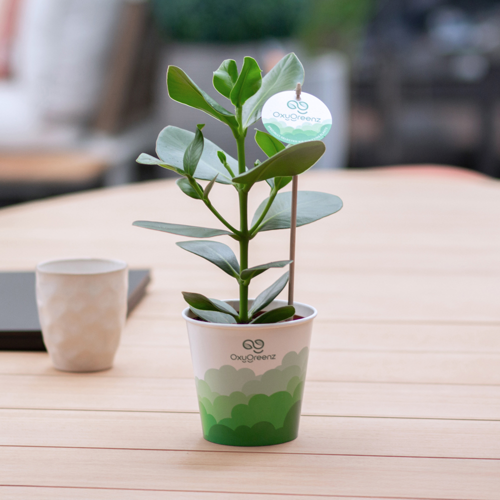 OxyGreenz® - Clusia rosea in papercup, In giftbox