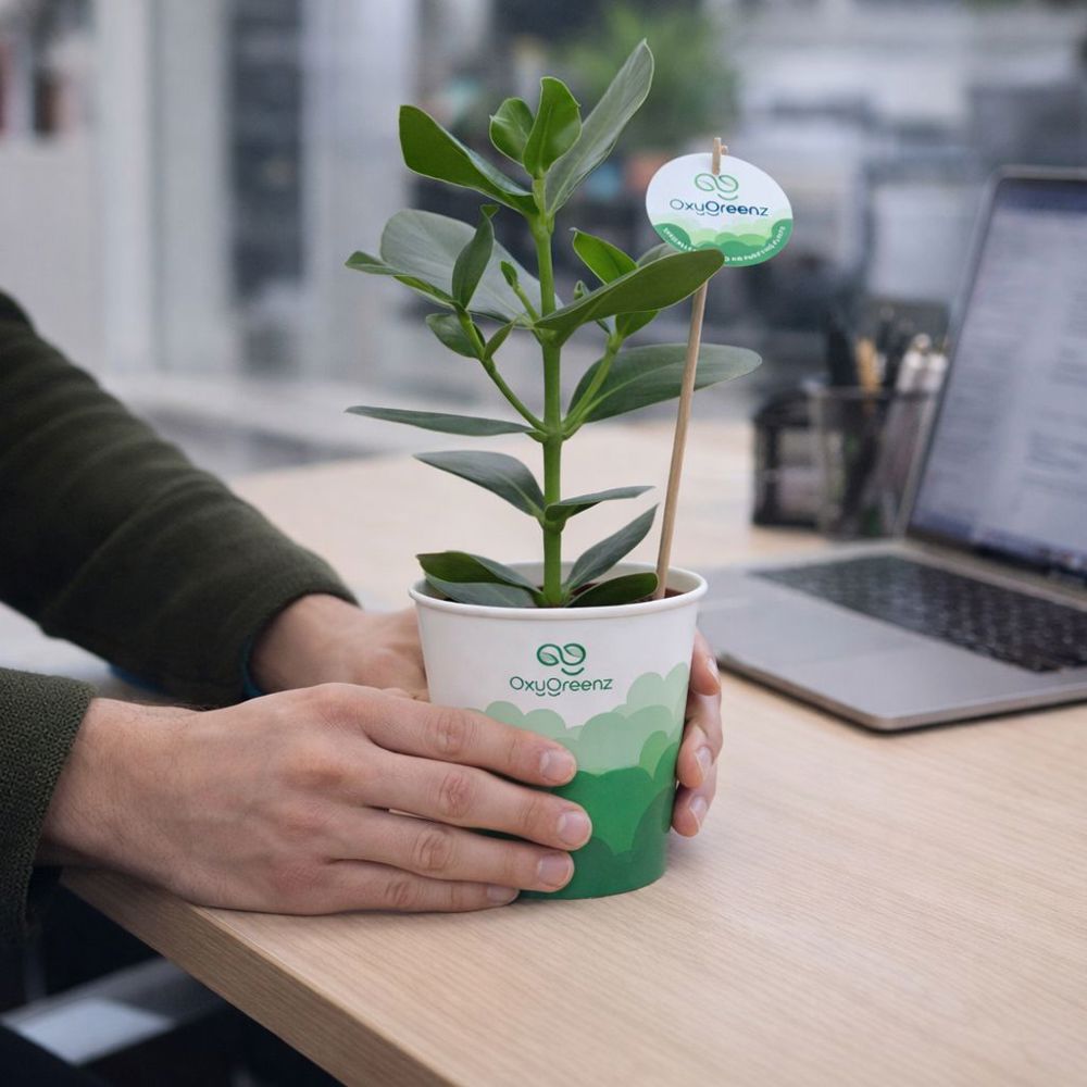 OxyGreenz® - Clusia rosea in papercup, In giftbox