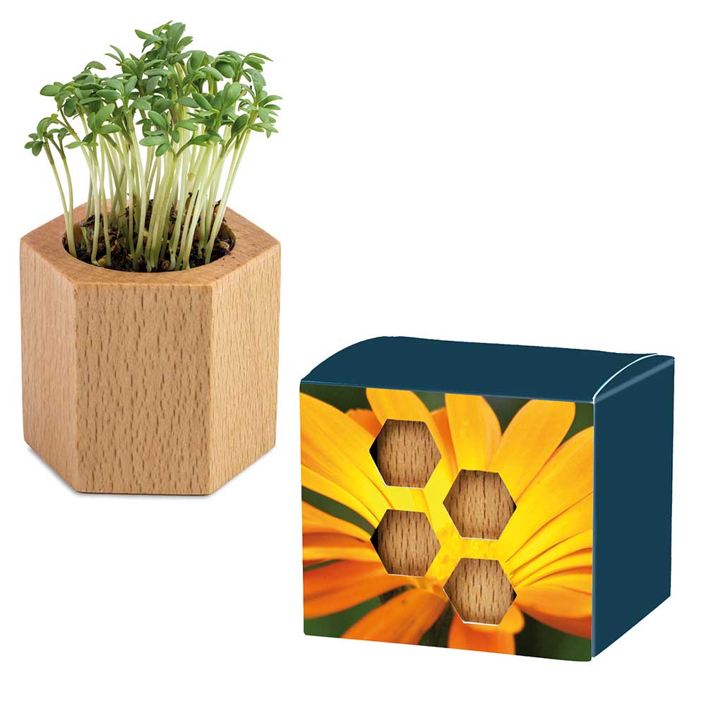 Houten plantenset Hexagon met zaden - Goudsbloem