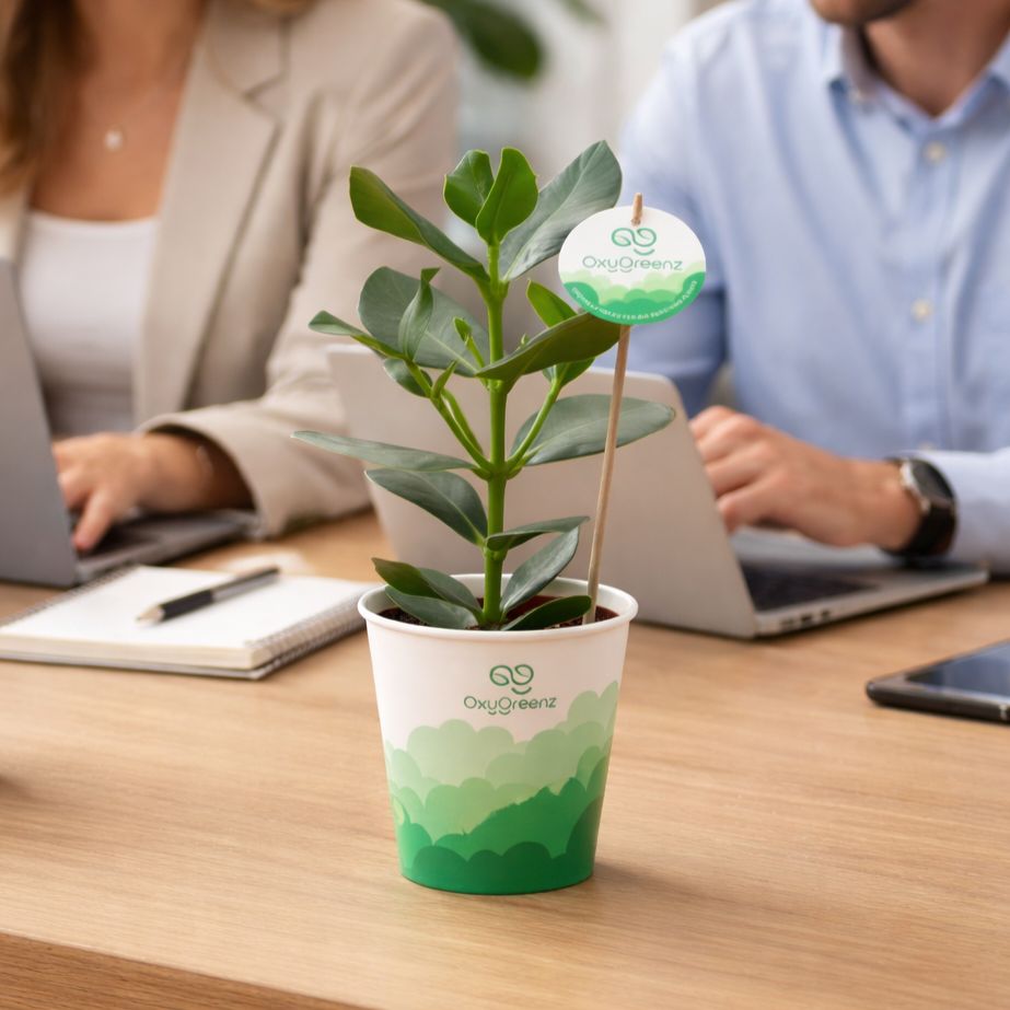 OxyGreenz® - Clusia rosea in papercup, In giftbox