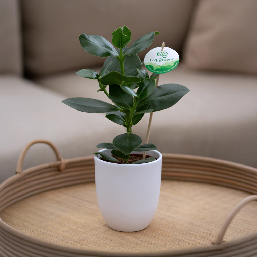 OxyGreenz® - Clusia rosea in keramieke pot, Zonder verpakking
