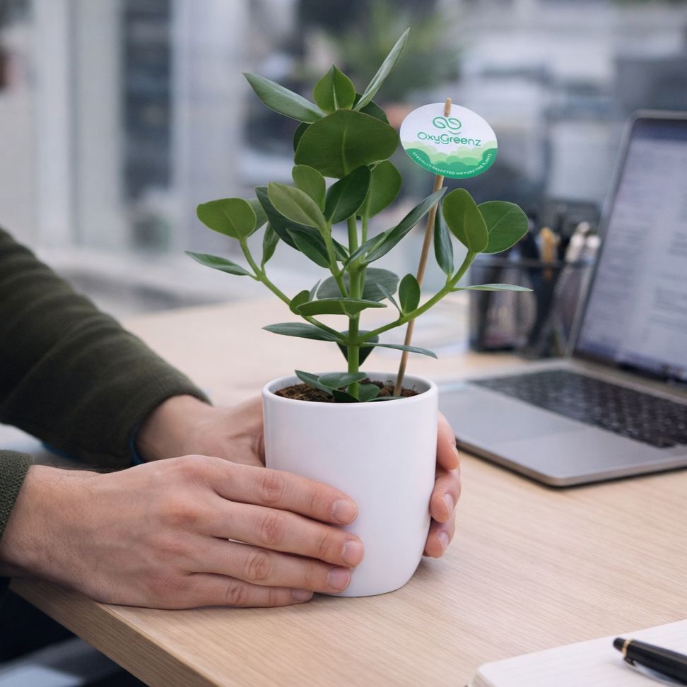 OxyGreenz® - Clusia rosea in keramieke pot, Zonder verpakking