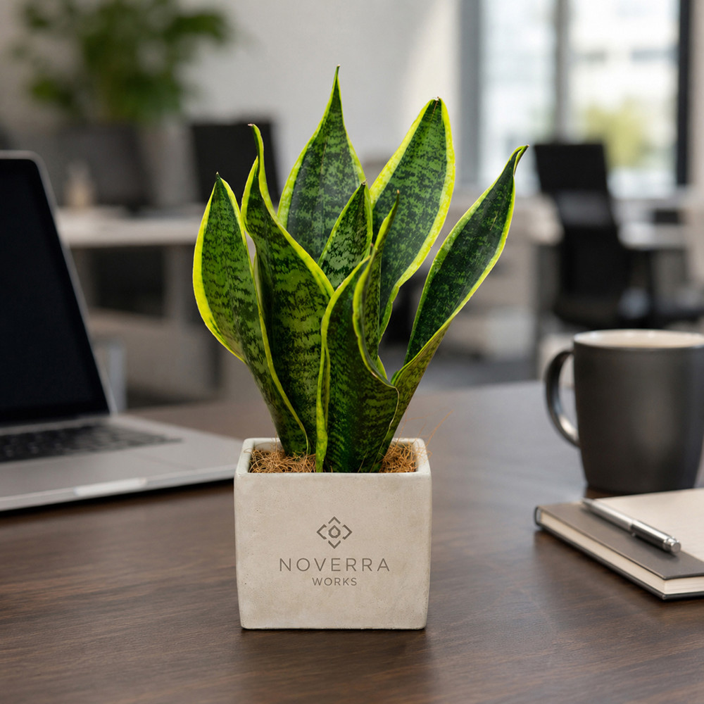 Congreet® plantpots large, Zonder verpakking