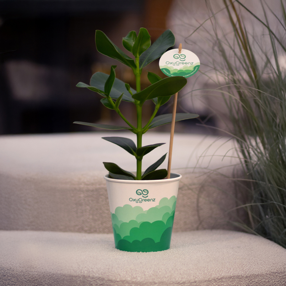 OxyGreenz® - Clusia rosea in papercup, In giftbox
