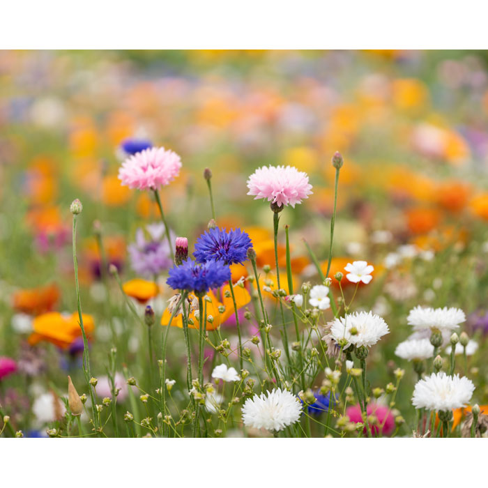 ASIDI - A4 zaadpapier wilde bloemen