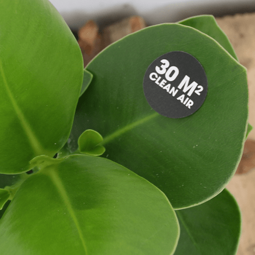 Ogreen clean machine