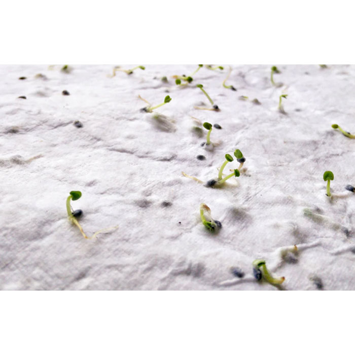 ASIDE - A5 zaadpapier wilde bloemen