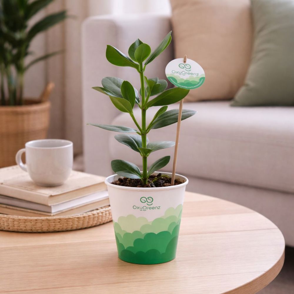 OxyGreenz® - Clusia rosea in papercup, In giftbox