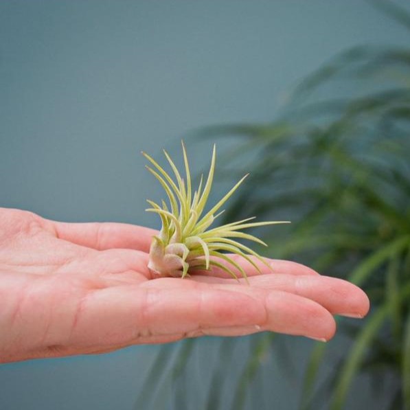 Airplant - Single tube & wood