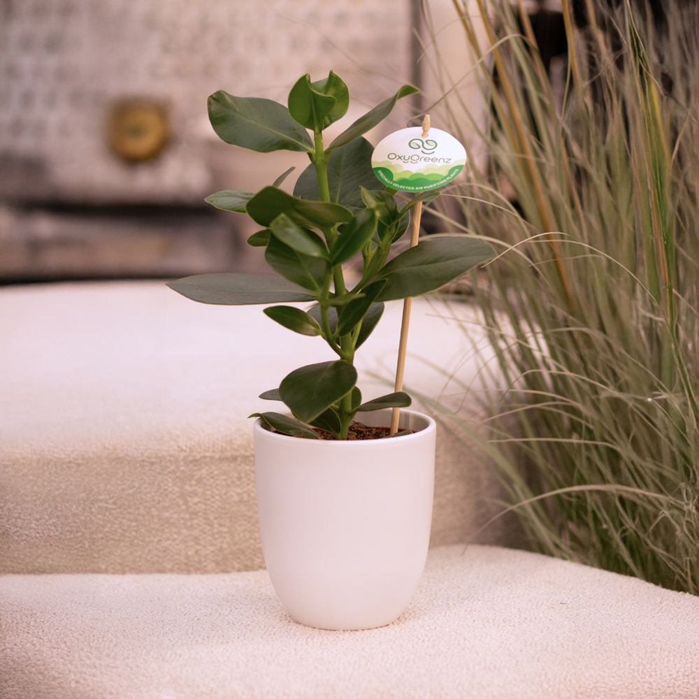 OxyGreenz® - Clusia rosea in keramieke pot, Zonder verpakking