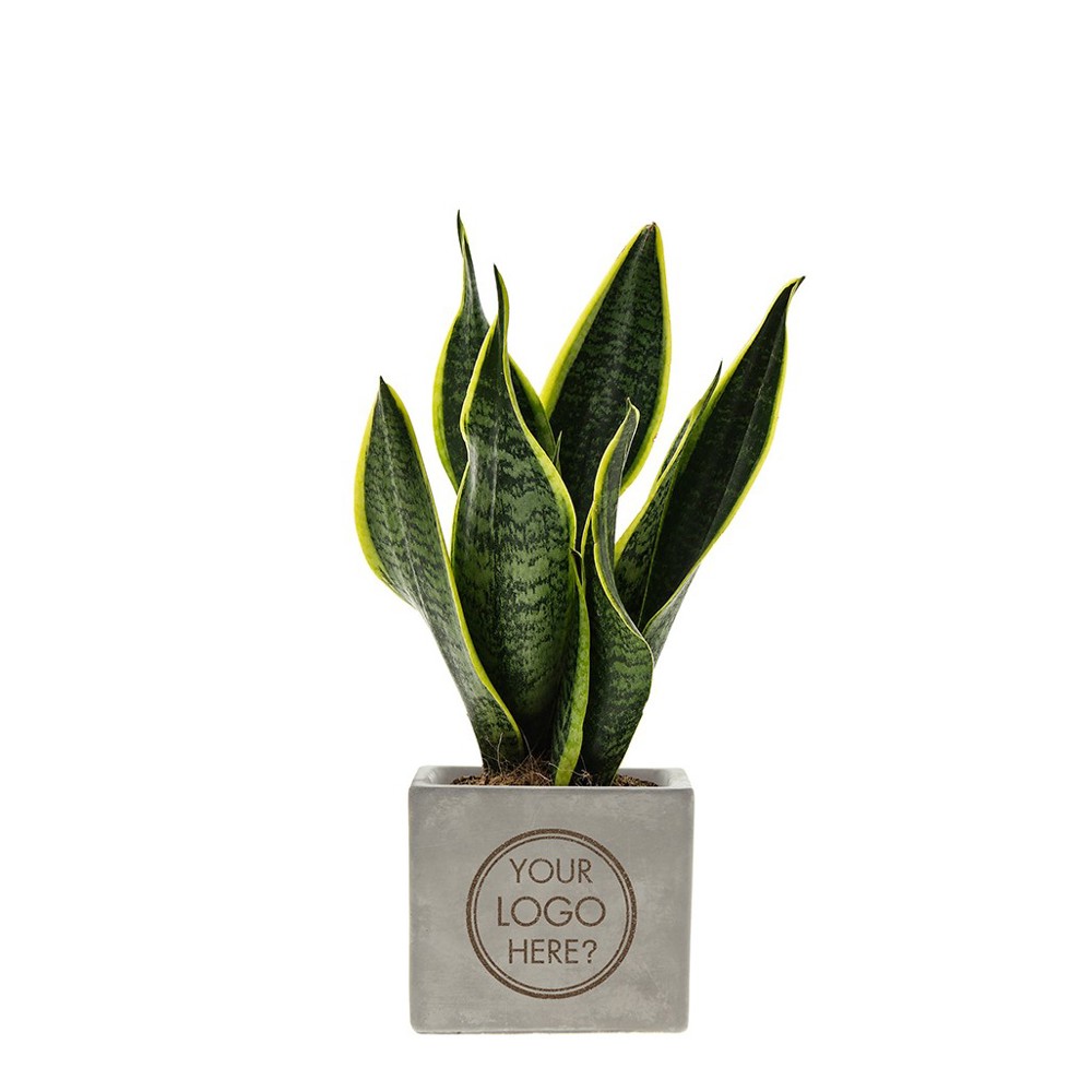 Congreet® plantpots large