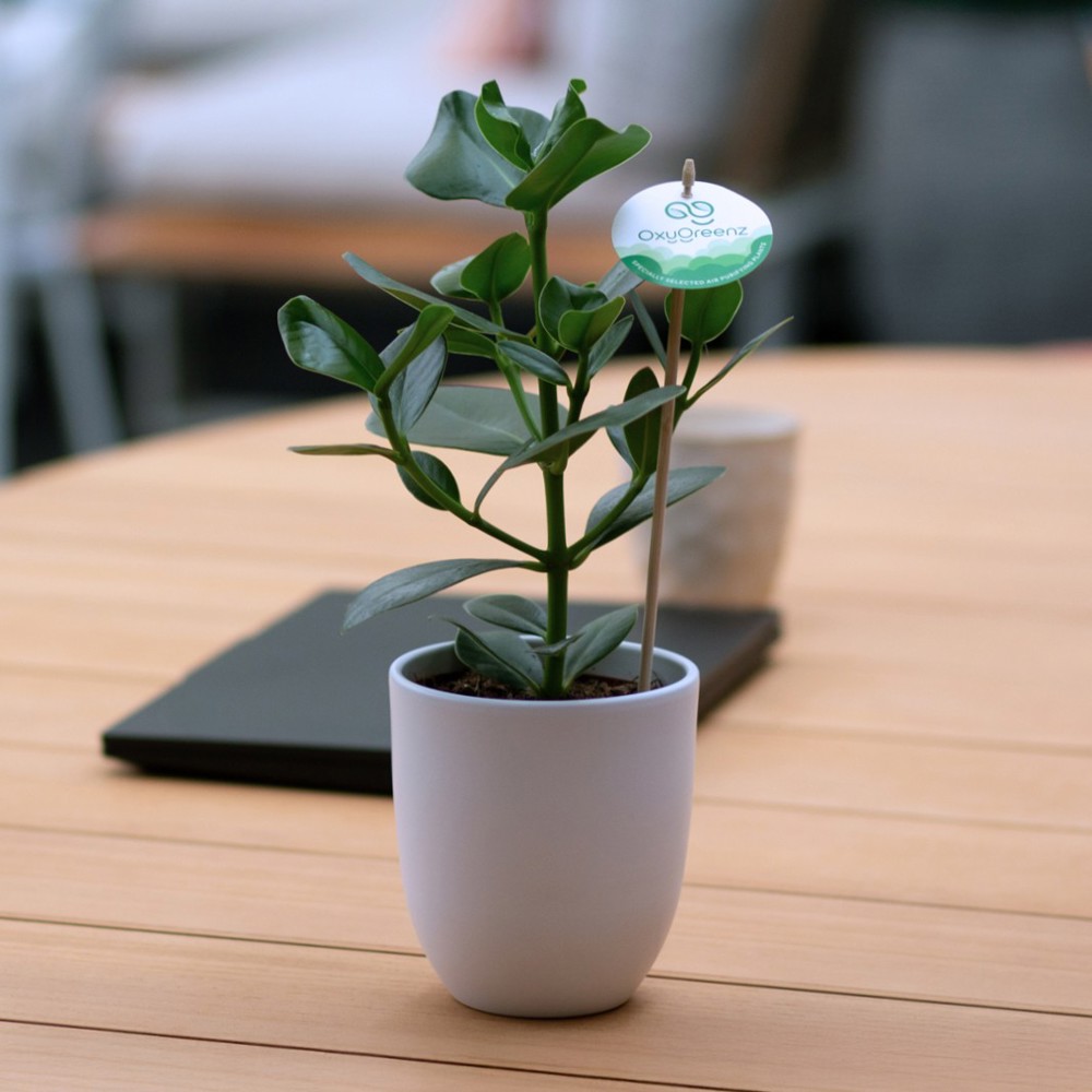 OxyGreenz® - Clusia rosea in keramieke pot, Zonder verpakking