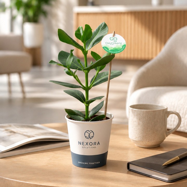 OxyGreenz® - Clusia rosea in papercup, Zonder verpakking