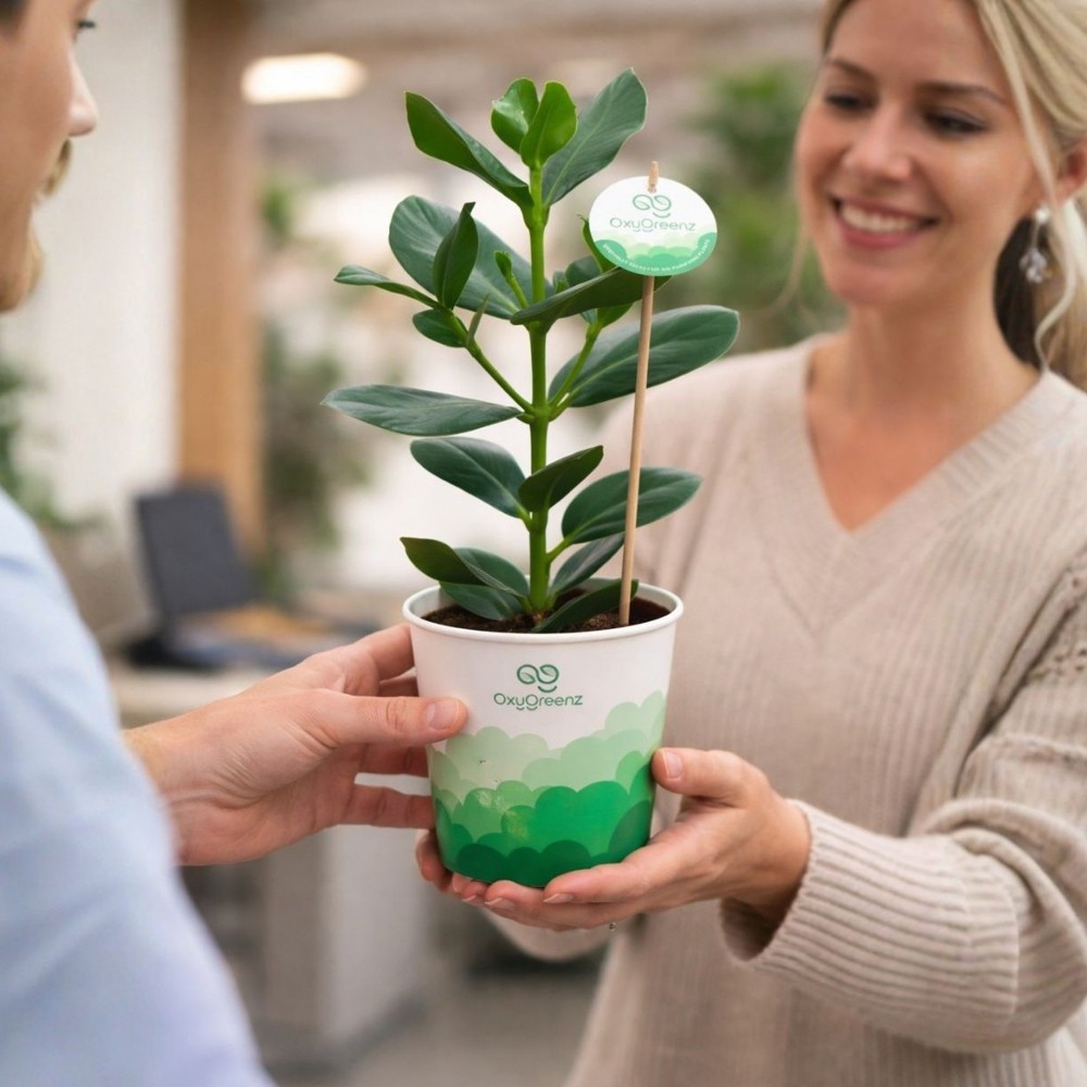 OxyGreenz® - Clusia rosea in papercup, In giftbox