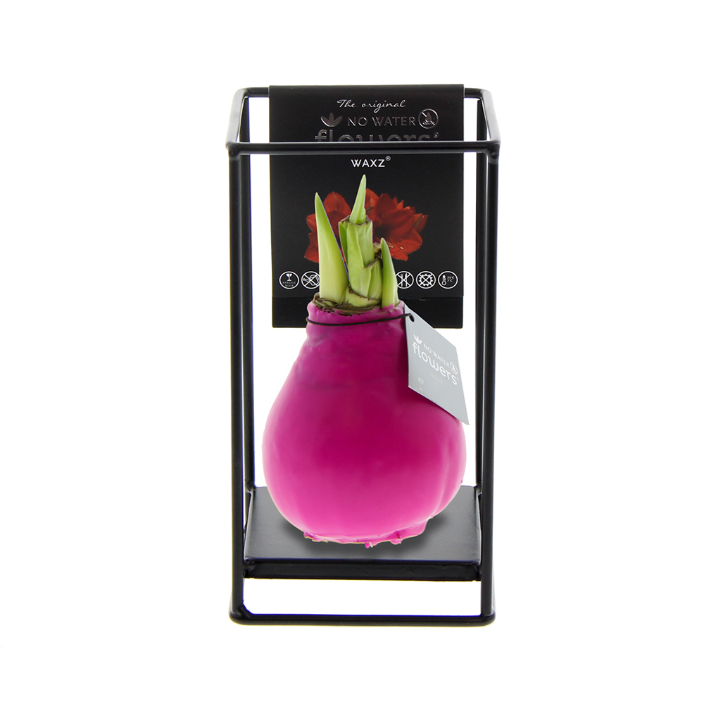 Roze