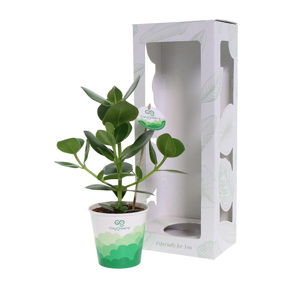OxyGreenz® - Clusia rosea in papercup, In giftbox