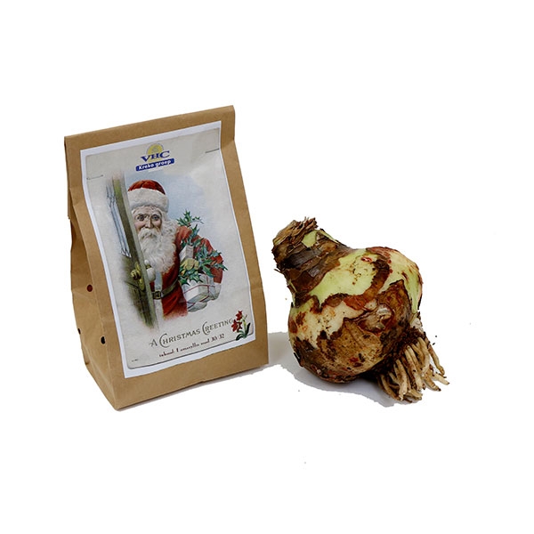Kraft kerstzak – bruin papieren zak met label en Amaryllis