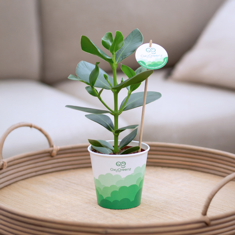 OxyGreenz® - Clusia rosea in papercup, In giftbox