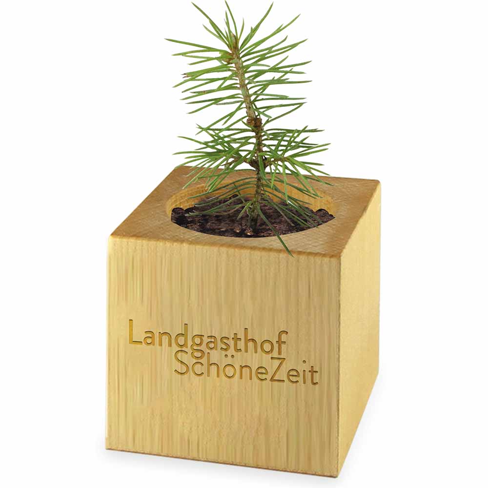 Houten plantenset kerstmis - individueel