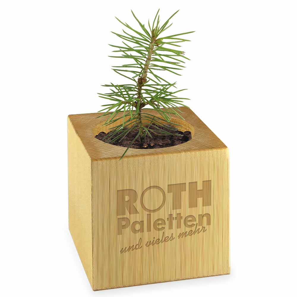 Houten plantenset Kerstmis - Hout